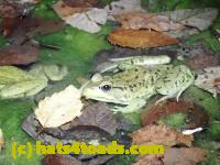 /home//u458753944/public_html/sourcegallery///Frogs/Mixed frogs/P8100003.JPG